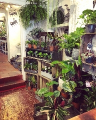 Must have Houseplants and Accessories