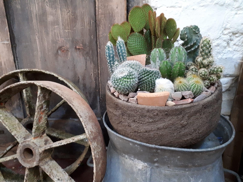 Cactus Planter