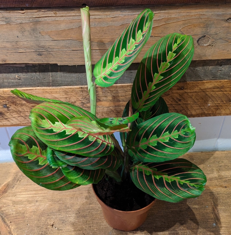 Maranta leuconeura   Prayer Plant