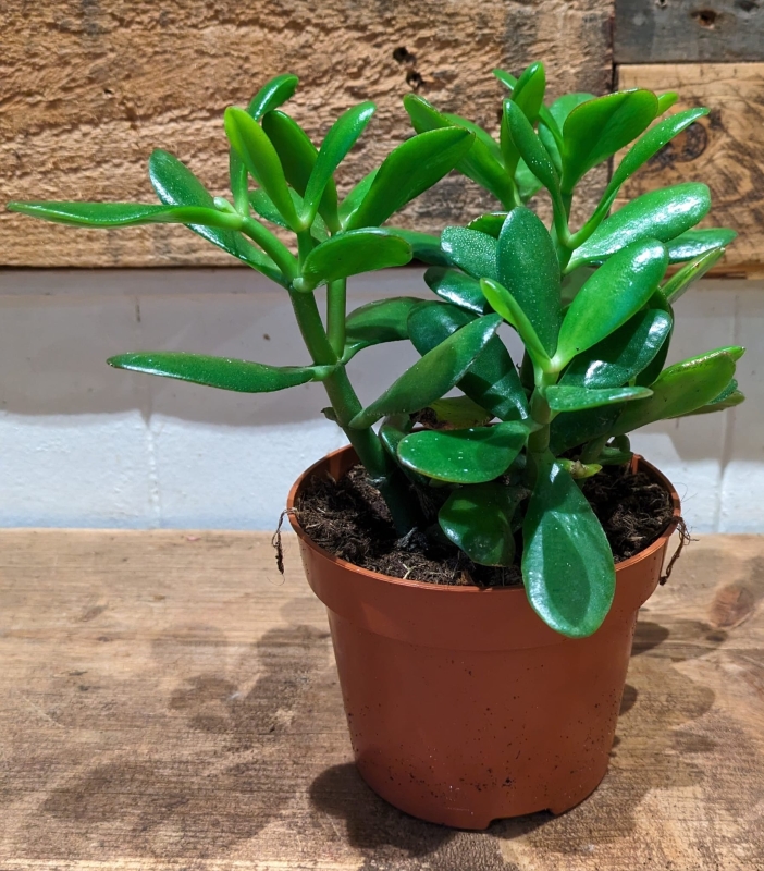 Crassula ovata Jade Plant