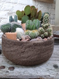 Cactus Planter