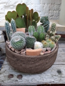 Cactus Planter