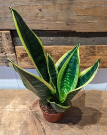 Sansevieria