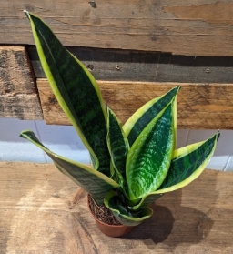 Sansevieria