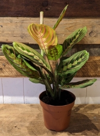 Maranta leuconeura   Prayer Plant