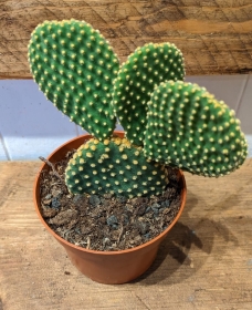 Opuntia microdasys