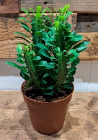 Euphorbia trigona